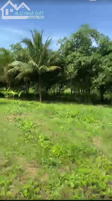 Bán Lô Đất Vườn Trồng Cây Ăn Trái- Giáp Sông, Ở Song Pha, Ninh Thuận- 3,6Ha- 4,6 Tỷ