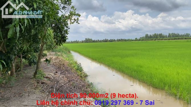 Bán Đất Ruộng Kiên Giang, 90.000M2 Đất Lúa Và 160 Cây Dừa Đang Thu Hoạch