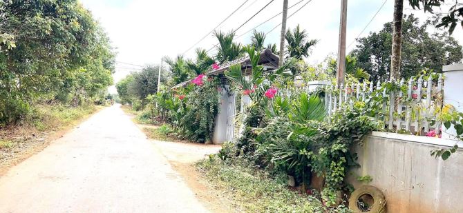 Bán Đất Mặt Tiền Đường Nhựa Hẻm 171 Nguyễn Thái Bình Xã Hoà Thắng Tp Bmt