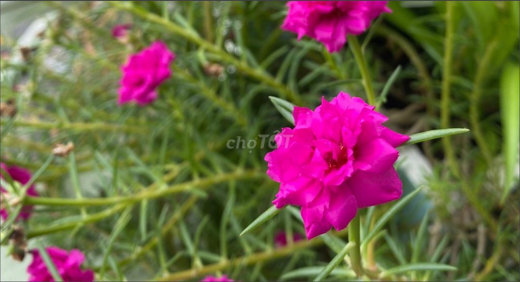 3819082 ảnh đại diện 1