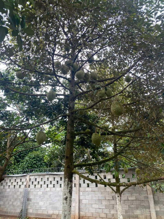 Bán Vườn Trái Cây Ở Trung Tâm Tp Long Khánh - Đồng Nai. Diện Tích 5900M2, Đã Lên 700M2 Thổ Cư