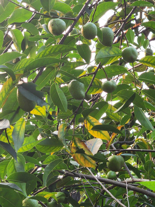 3934249 ảnh đại diện 2