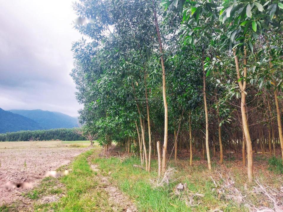 4209032 ảnh đại diện 1