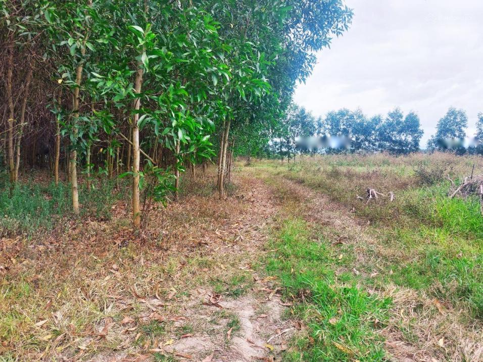 4209032 ảnh đại diện 1