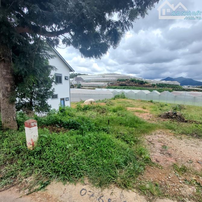 4233244 ảnh đại diện 1