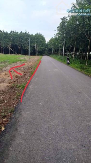 4239975 ảnh đại diện 2