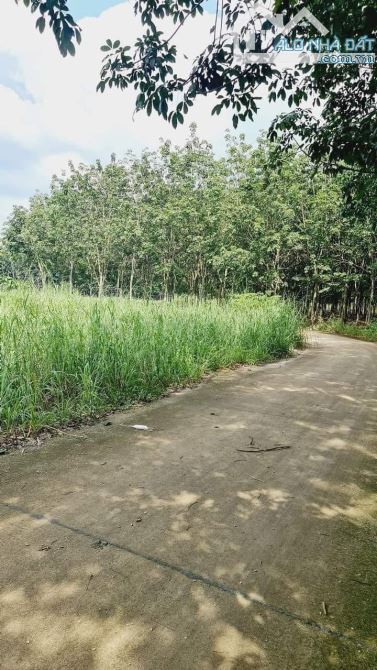 4239976 ảnh đại diện 2