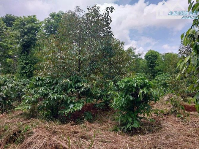 4279067 ảnh đại diện 1