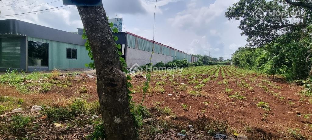 4320682 ảnh đại diện 1