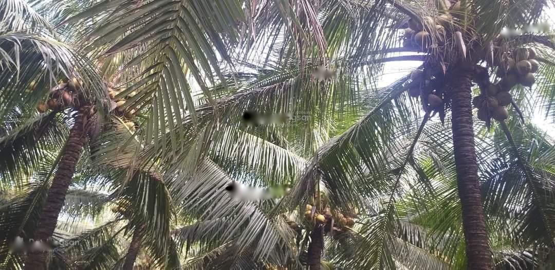 4320858 ảnh đại diện 2