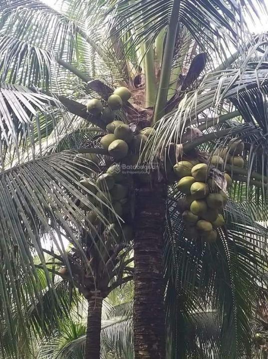 4320858 ảnh đại diện 1