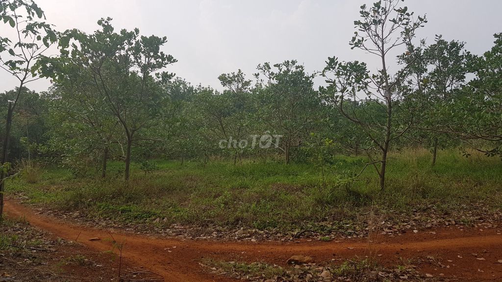 4325567 ảnh đại diện 1