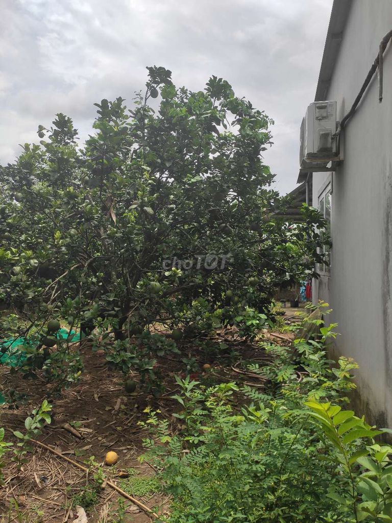 4326574 ảnh đại diện 2