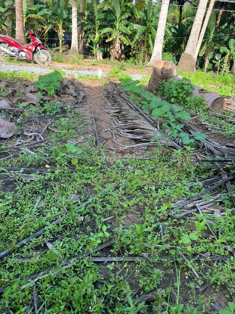 4324696 ảnh đại diện 2