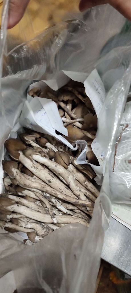 4323181 ảnh đại diện 1