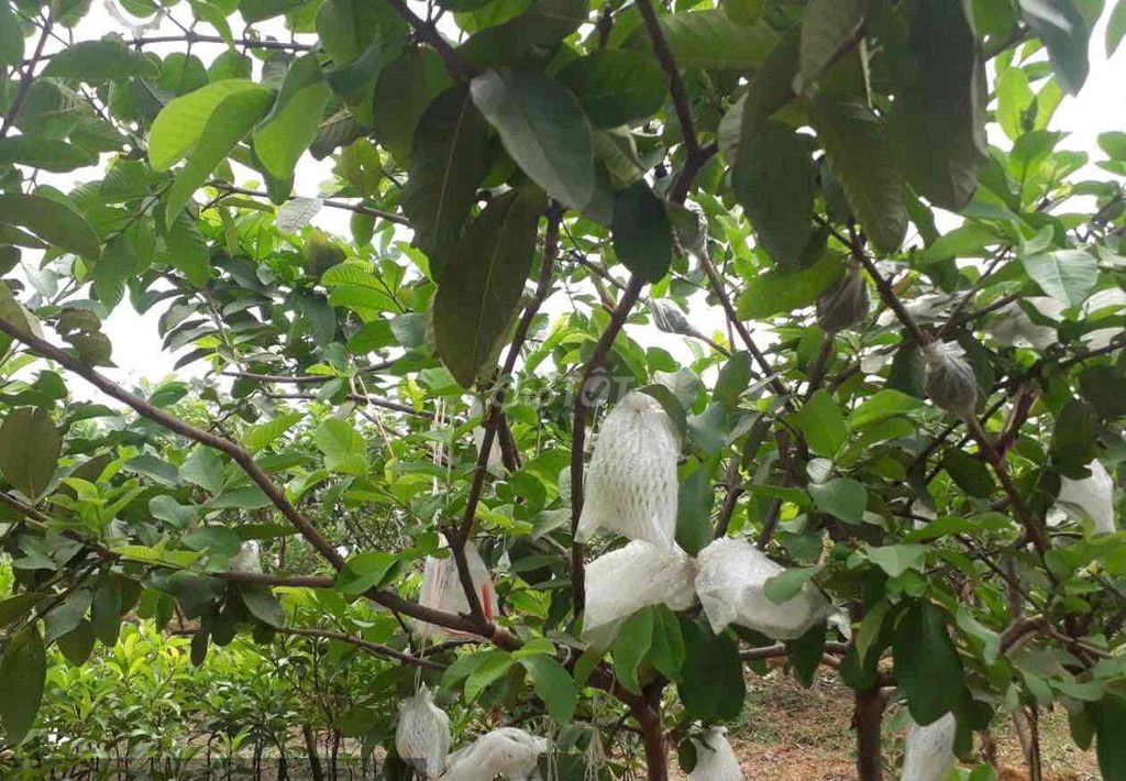 4326143 ảnh đại diện 2