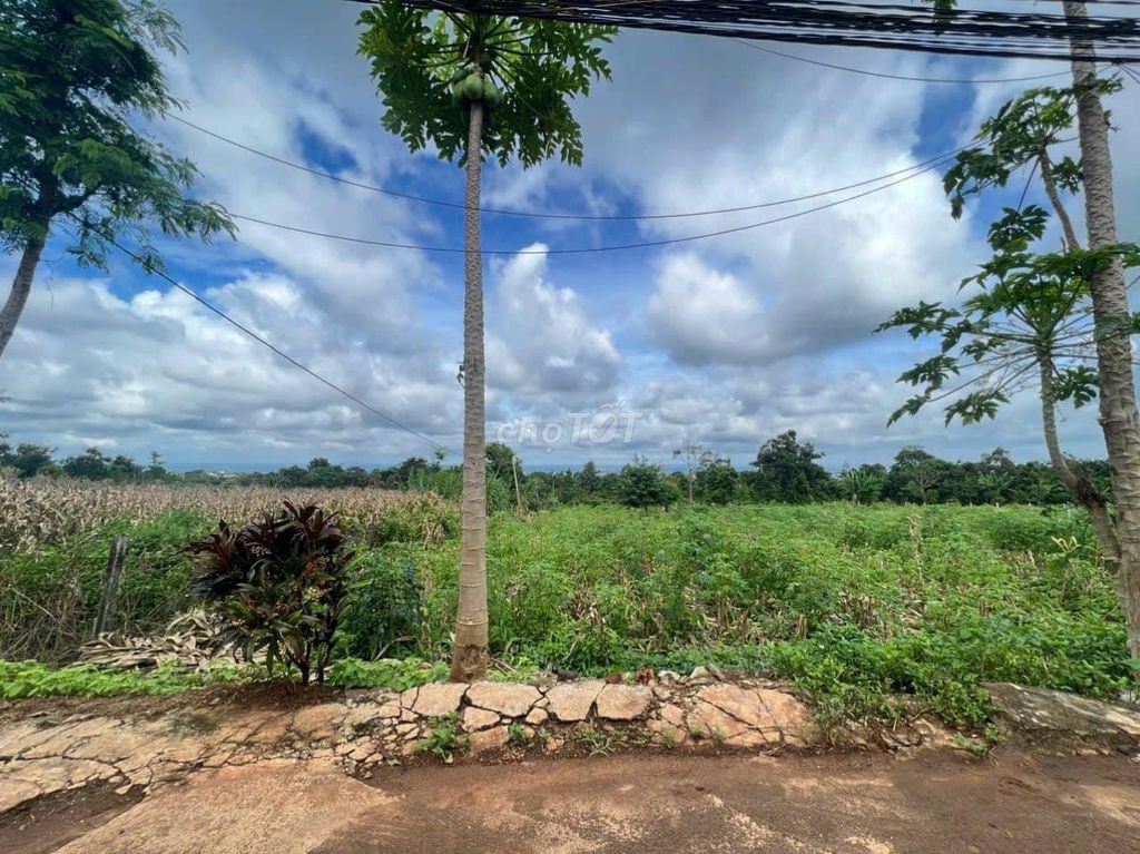 4328194 ảnh đại diện 2