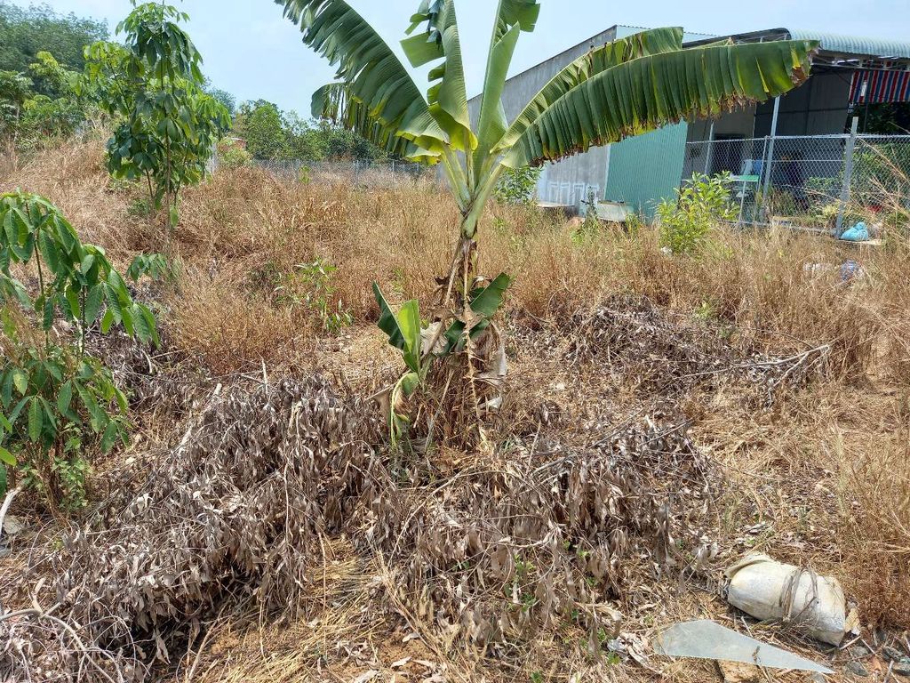 4330027 ảnh đại diện 1