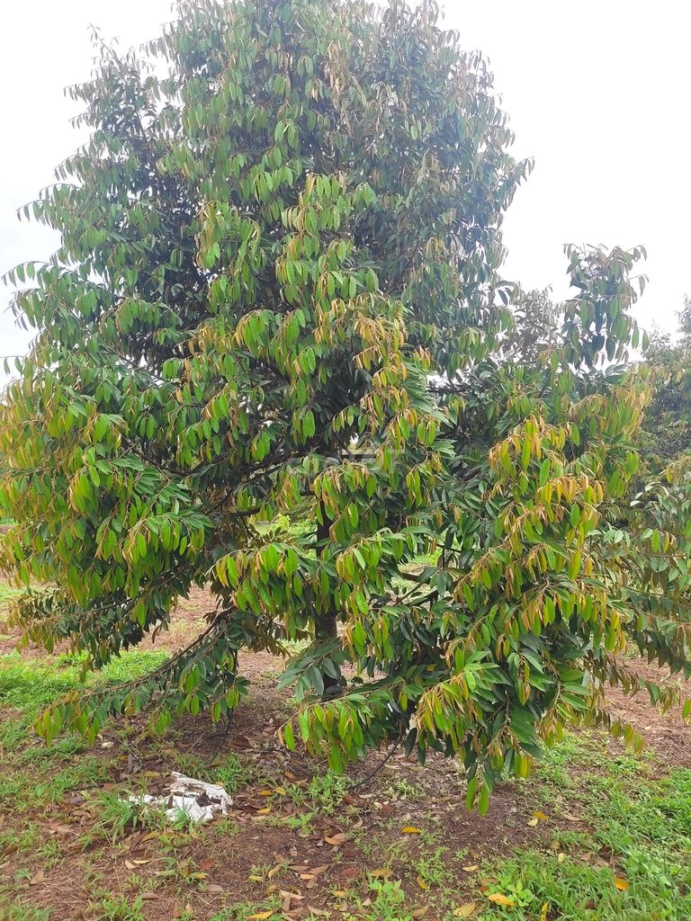 4330242 ảnh đại diện 2