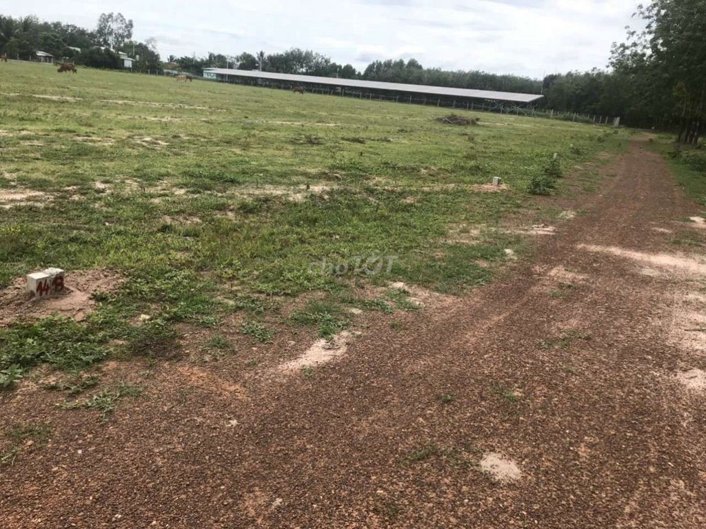 4329741 ảnh đại diện 2