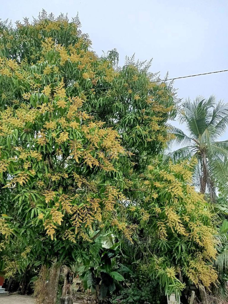 4329835 ảnh đại diện 1