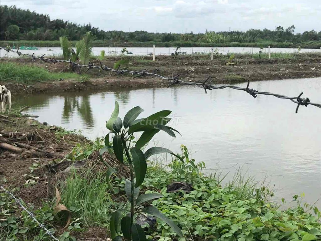4330511 ảnh đại diện 2