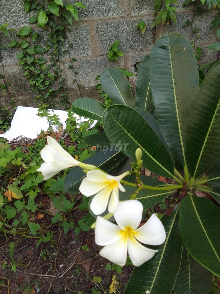 4330932 ảnh đại diện 1