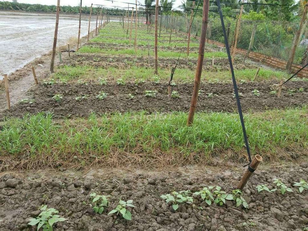 4329835 ảnh đại diện 2