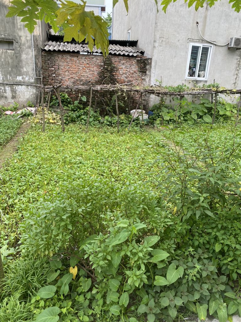 4336903 ảnh đại diện 2