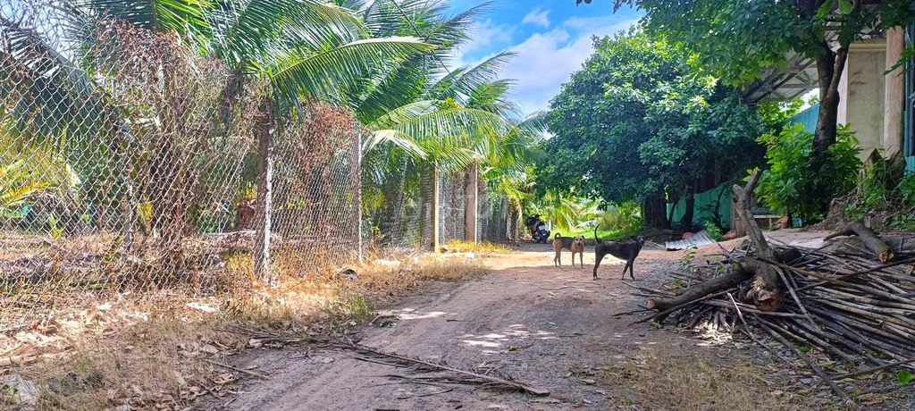 Bán Vườn Dừa 1000M2 Đường Vườn Thơm Hbc