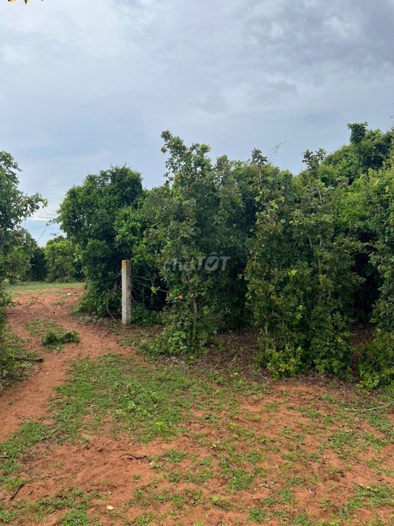 4346709 ảnh đại diện 2