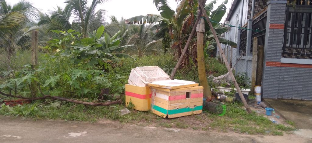 4344091 ảnh đại diện 2