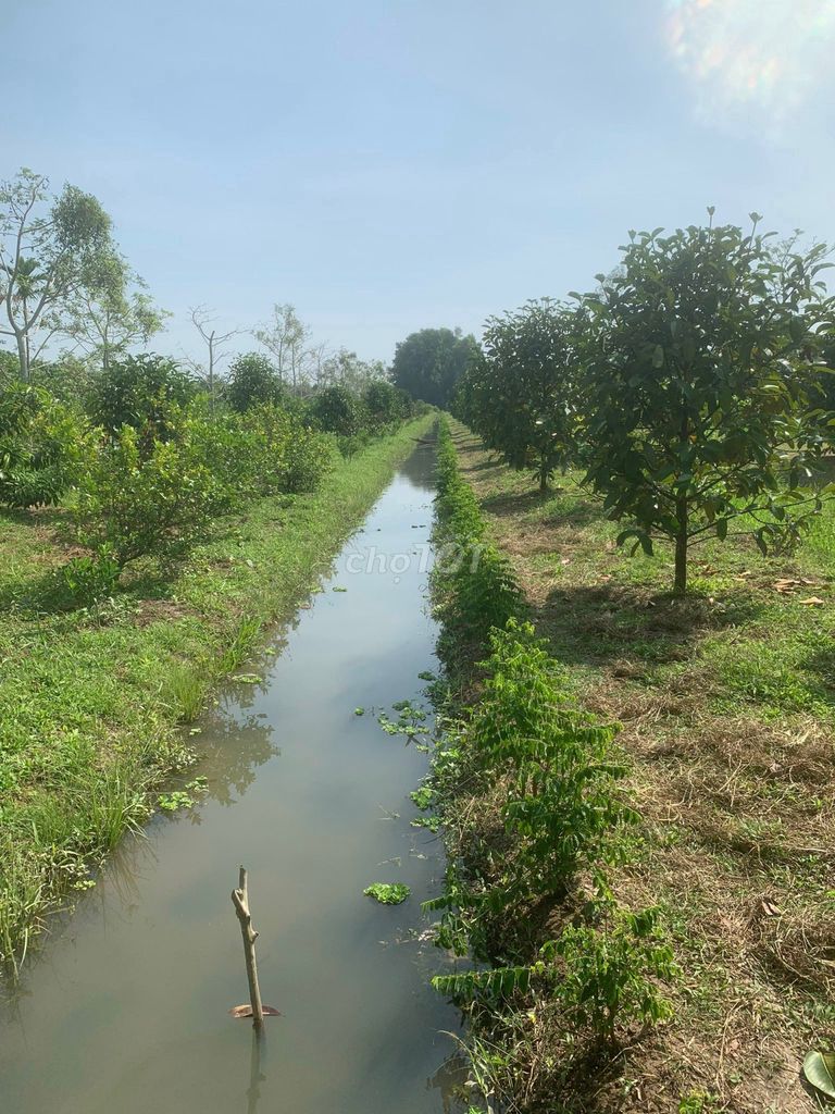 4343020 ảnh đại diện 2