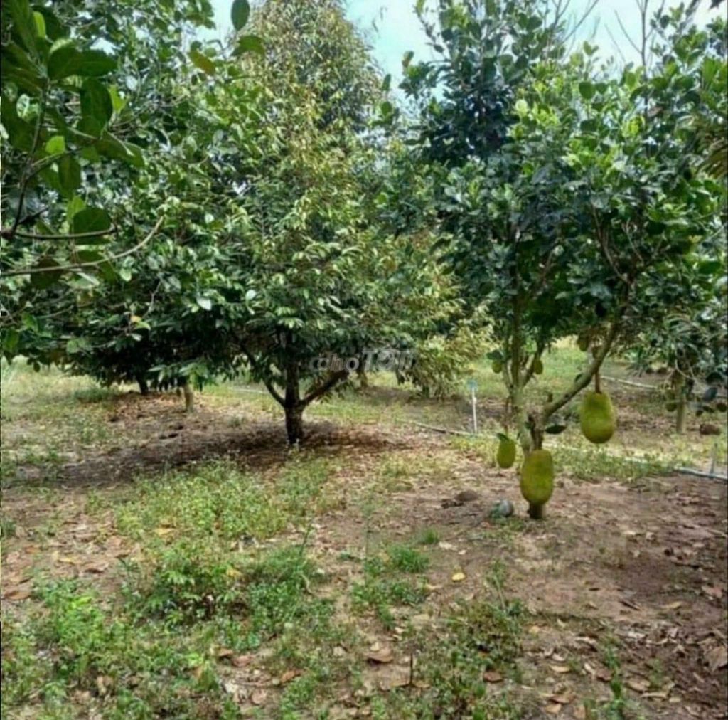 4347851 ảnh đại diện 1