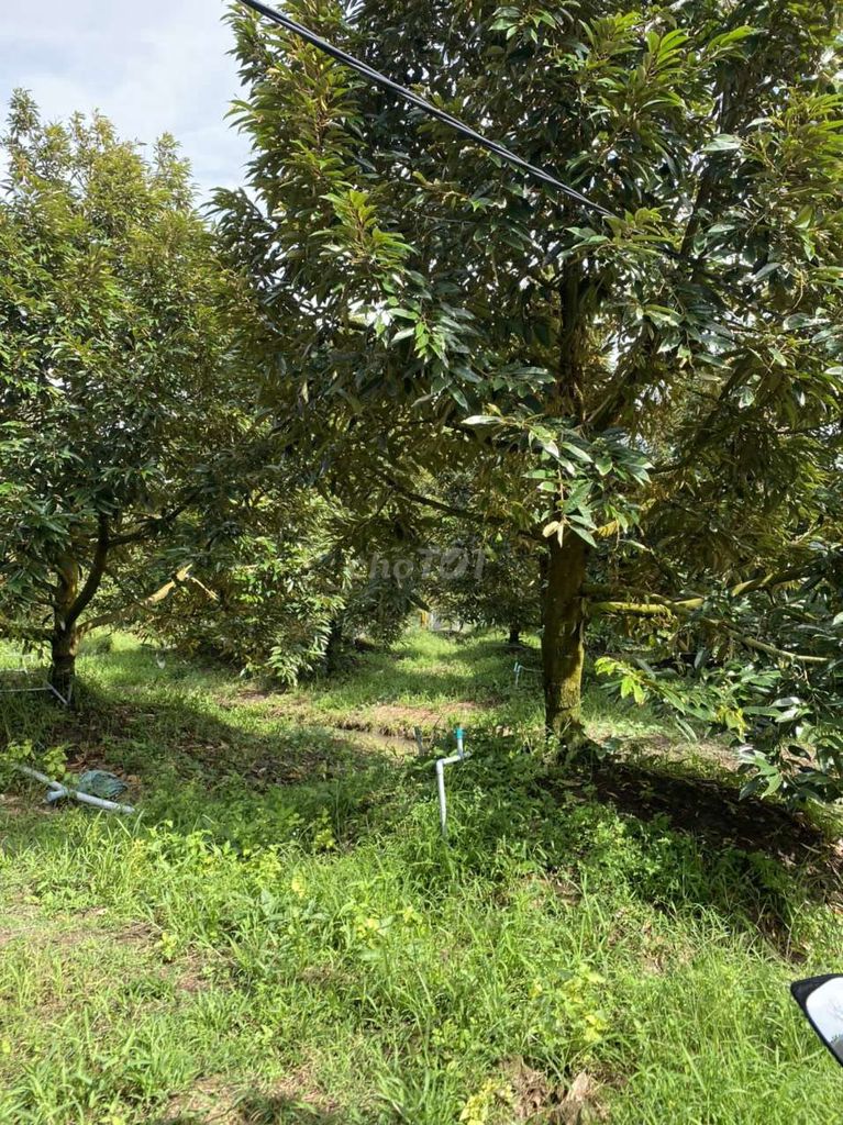 4347815 ảnh đại diện 2