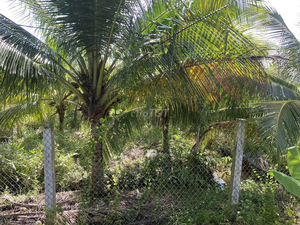 Cần Bán Gấp Đất Mặt Tiền Đường Nhựa Đất Có Vườn Dừa Xiêm