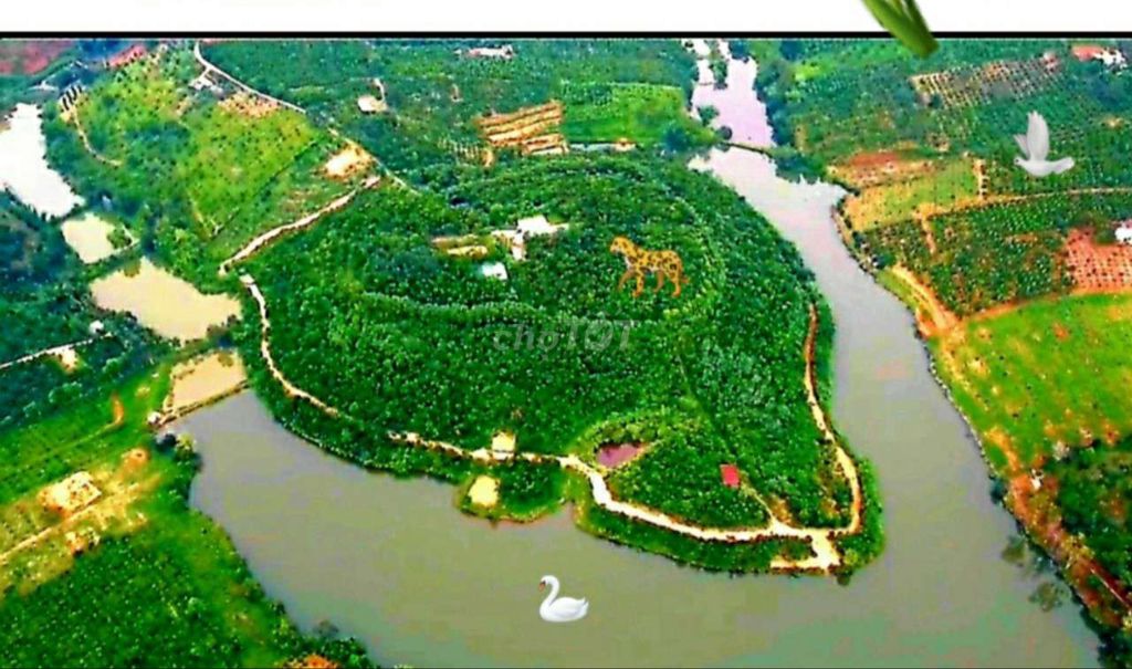Cần Bán 80 Hecta Đất Trồng Cây Lâu Năm, Quanh Hồ Thủy Lợi Đồng Tiến.