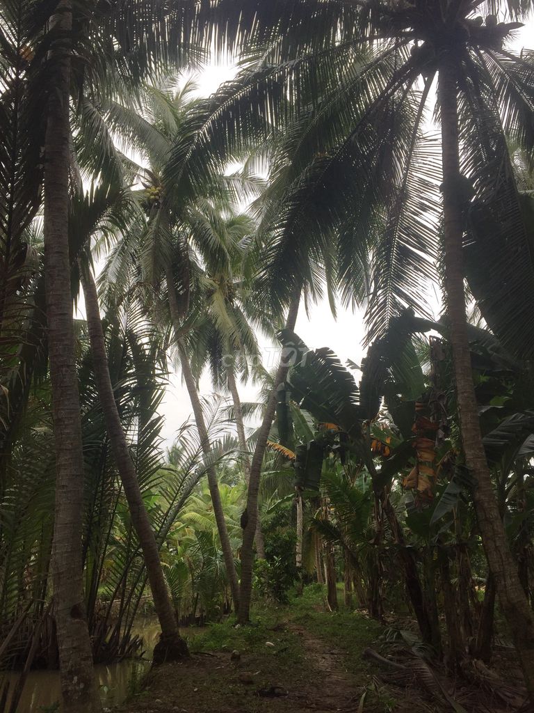 Đất Vườn Dừa Bến Tre Huê Lợi Cao