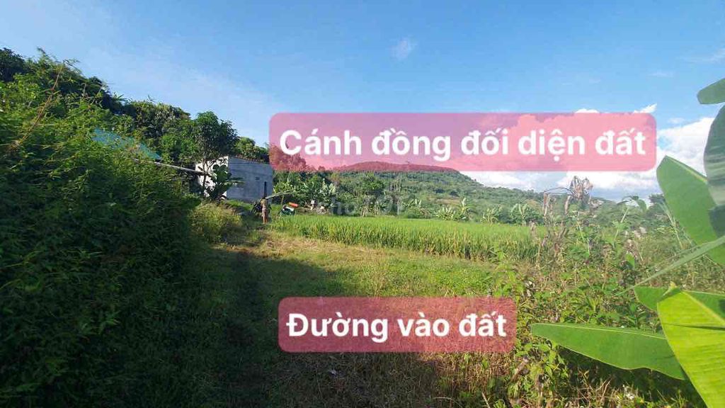 1 Ha 100M Suối Đá. View Cánh Đồng, Sổ Đủ: 360 Tr!