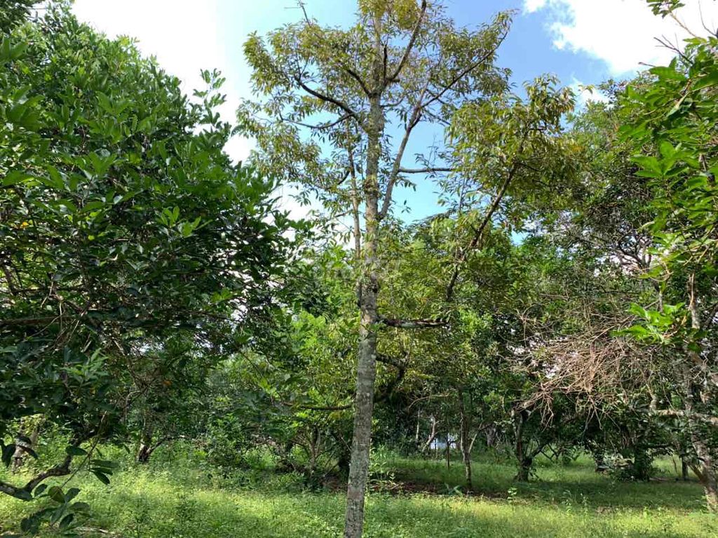 2 Sào Vườn Trái Cây Bảo Quang, Long Khánh