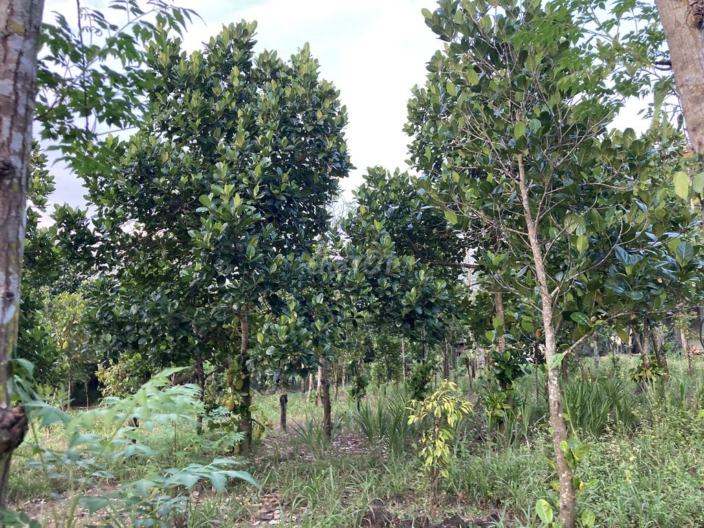 Cắt Lỗ 2 Sào Vườn Trái Cây Tại Xã Phú Thịnh - Tân Phú - Đồng Nai