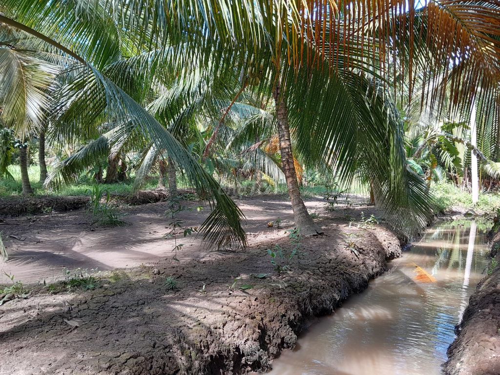 Đất Vườn Dừa Ấp 6, An Ngãi Trung