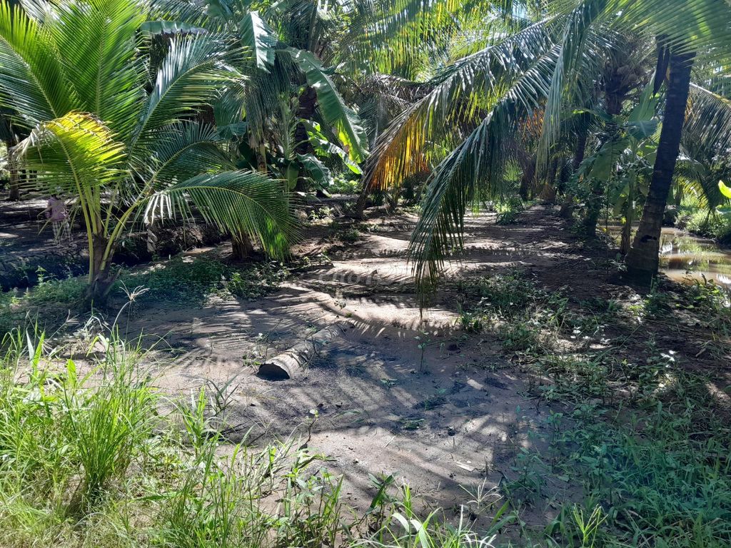 Đất Vườn Dừa Ấp 6, An Ngãi Trung