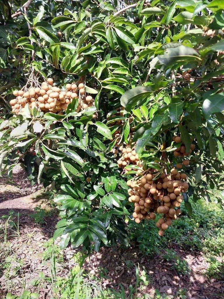 4645821 ảnh đại diện 2
