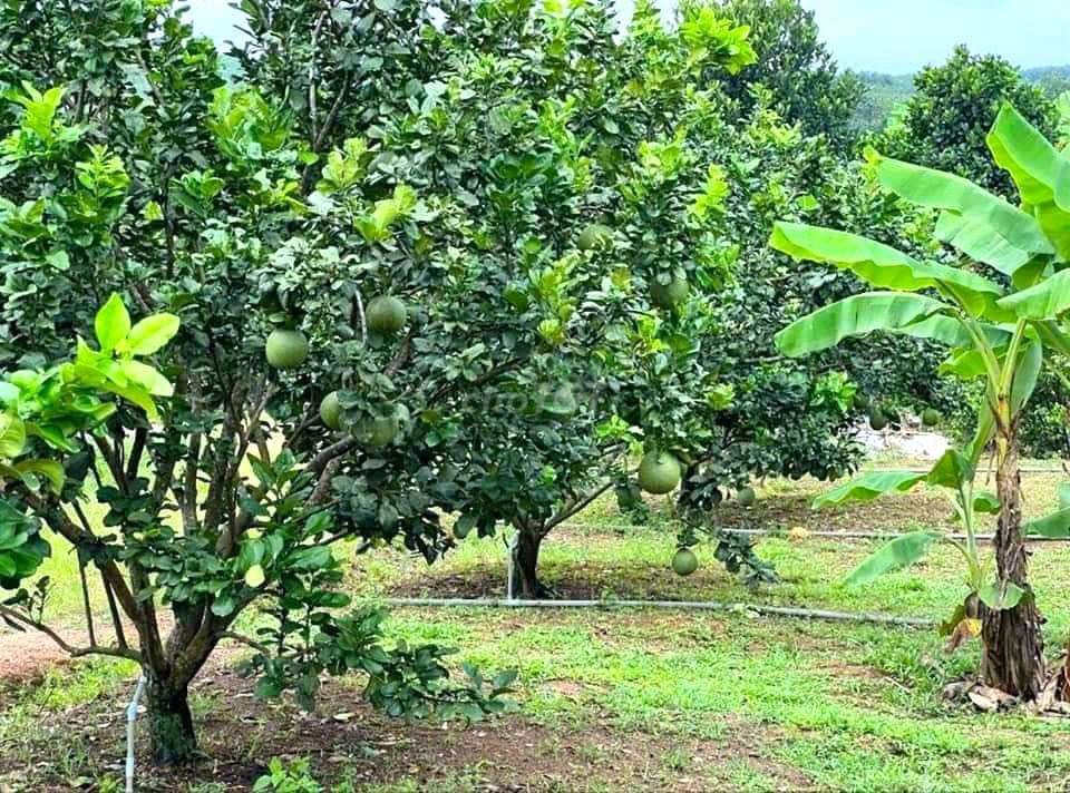 4643868 ảnh đại diện 2