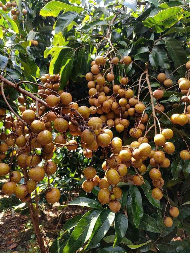 4645821 ảnh đại diện 1