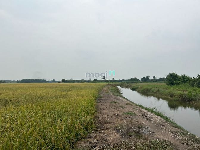 4648919 ảnh đại diện 1