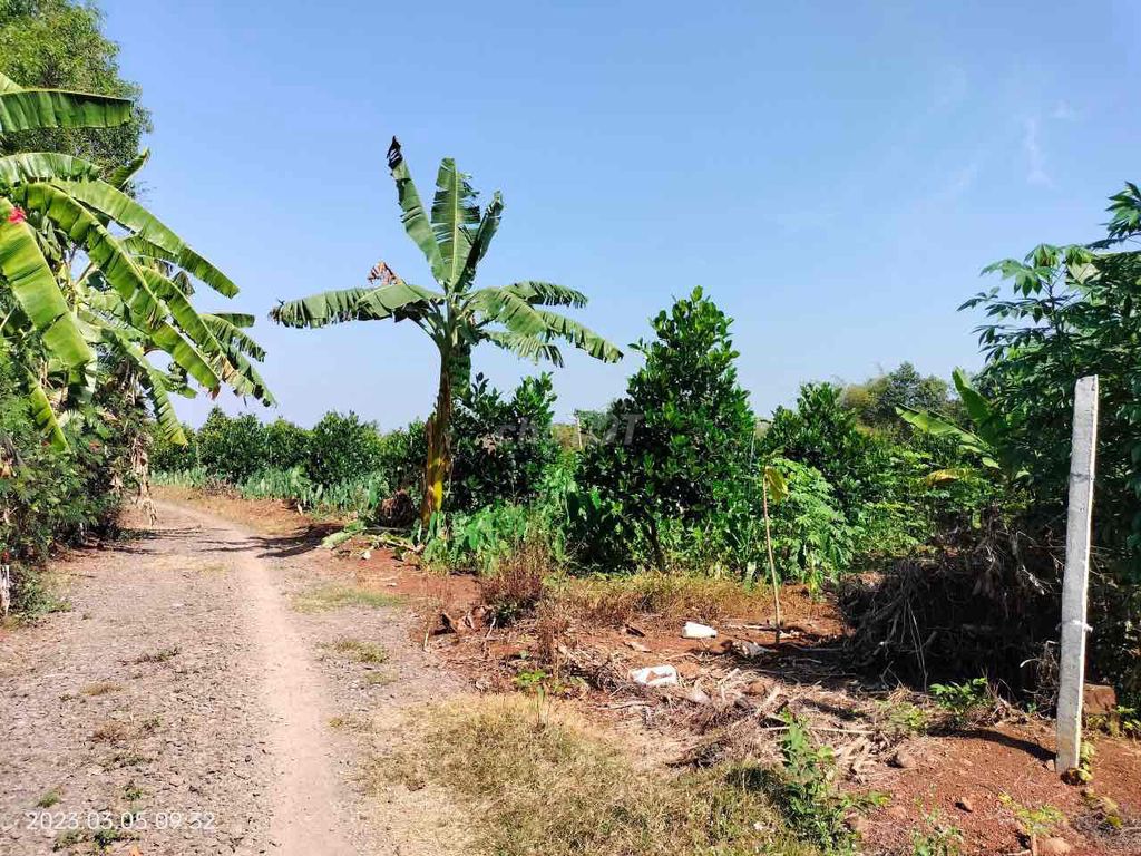 Vườn Trái Cây 1700Mv Xã Sông Thao Trảng Bom