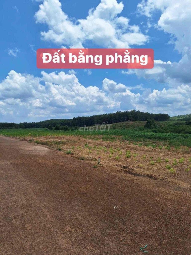 1 Lô Đất Sào 3000M2 Đã Tách Sổ, Giá 375Tr/ Bao Sổ, Ngay Tại Đồng Phú.