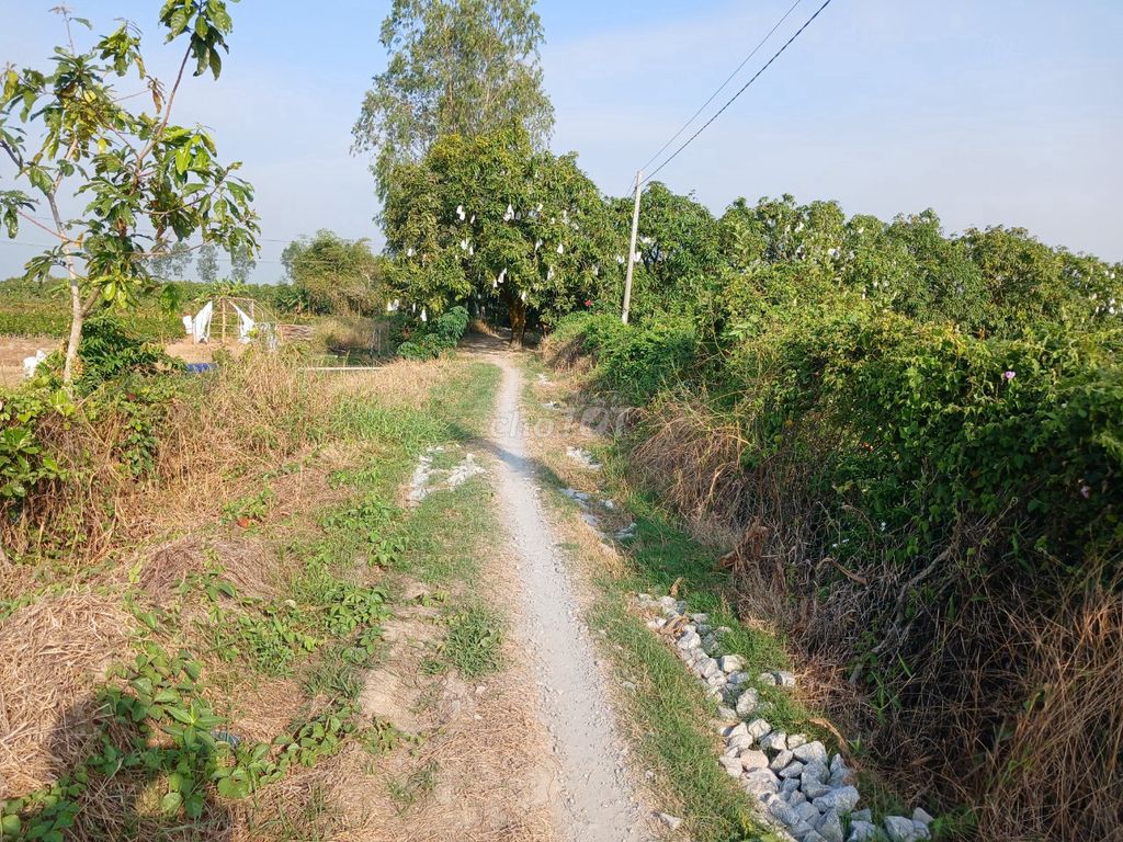 Đất Vườn Xã Tân Khánh Trung- Lấp Vò- Đồng Tháp 1.525M2